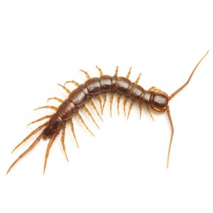 centipede_millipede