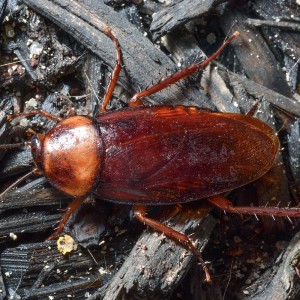 Cockroach