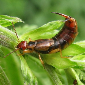 earwig