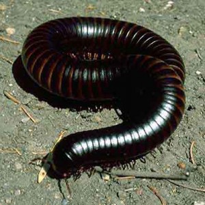 millipede